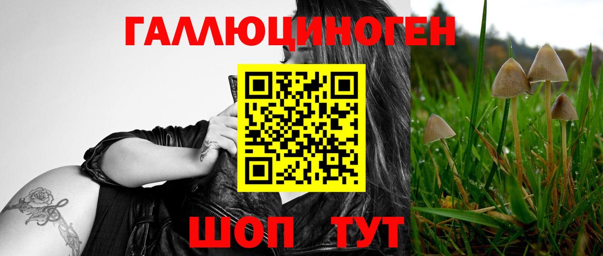 Кировск  Псилоцибиновые грибы Psilocybe  Вход с VPN 